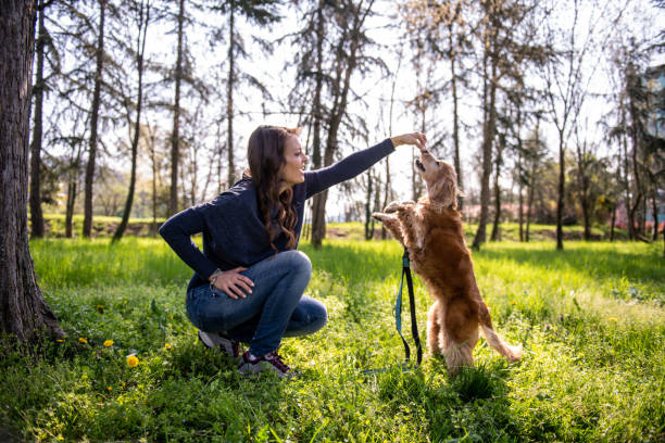 istock A cocker spaniel having fun with its owner in the park 2104527326