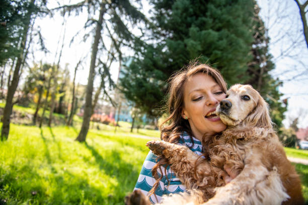 istock A cocker spaniel having fun with its owner in the park 2104527854