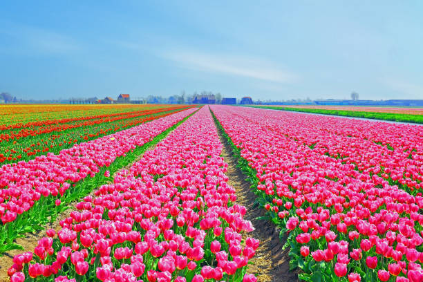 istock Beautiful blossoming tulip fields in the countryside from the Netherlands 2104531079
