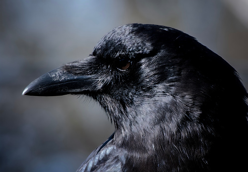 A large black bird arrives on the deck