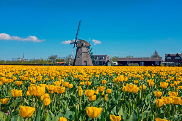 Ancient windmill and tulip fields in the countryside from the Netherlands in spring