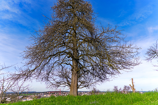 Looking up beautiful tree on meadow at Swiss City of Zürich on a sunny spring afternoon. Photo taken March 20th, 2024, Zurich, Switzerland.