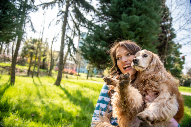 istock A cocker spaniel having fun with its owner in the park 2104536209