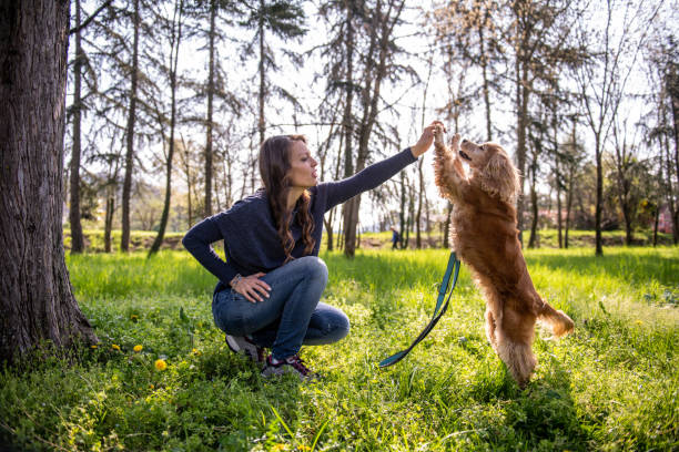 istock A cocker spaniel having fun with its owner in the park 2104536270