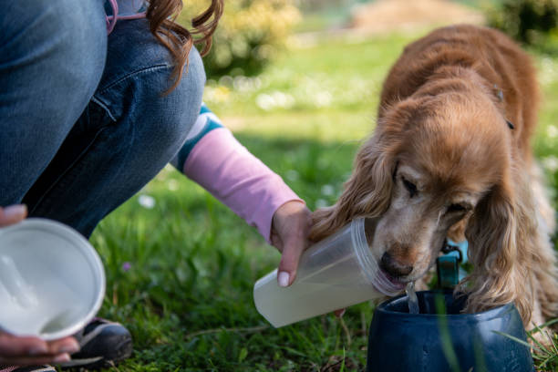 istock A coker spaniel drinking water outdoors 2104536599
