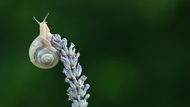 Snail on a Lavender Flower. Copy Space