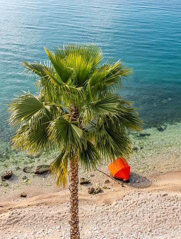 Tropical palm tree on the beach with a buoy
