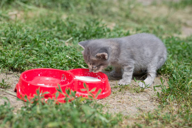il gattino grigio beve il latte da una ciotola rossa. piccolo gatto grigio che beve latte sull'erba nel cortile. - domestic cat animals feeding pet food food foto e immagini stock