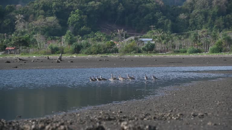 Group of migratory birds on the beach