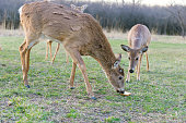 Deer eat delicious bread. Three deer on the grass. One deer eats bread. Roe. Fallow deers on the fresh grass.