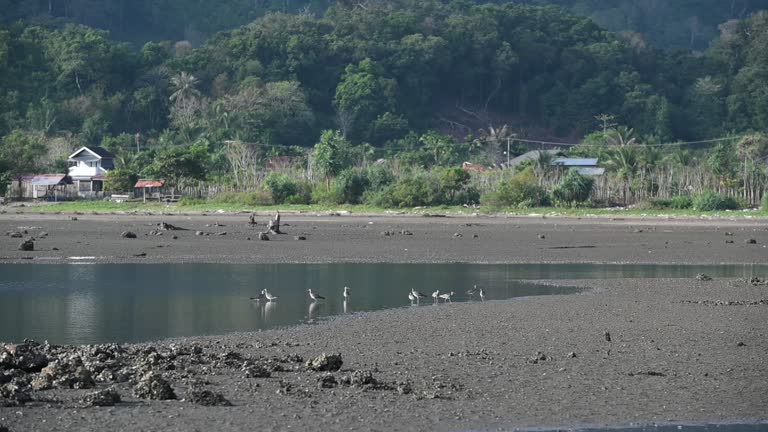 Group of migratory birds on the beach