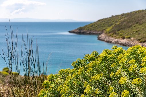 Corfu island landscape - view from Kaiser's Throne overlook. Greece nature. Dyer's broom flowers.