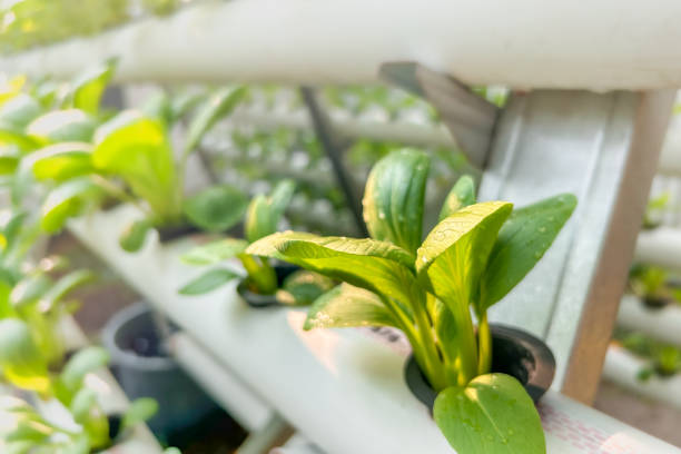 Hydroponic vegetable farming stock photo