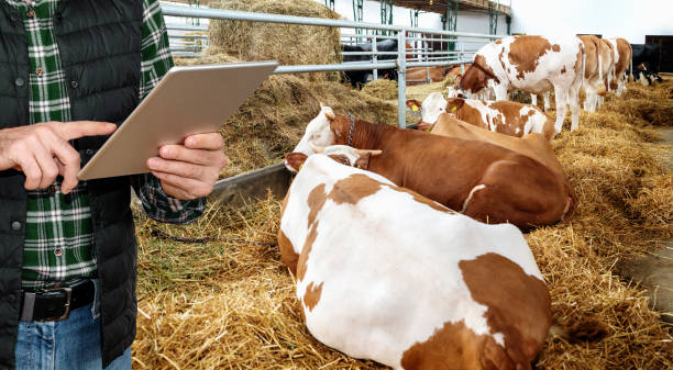 istock Quality control dairy or beef bio farm. Farmer stands next to lying cows and using digital tablet. 2104561472