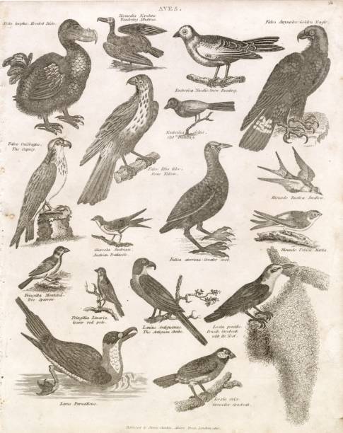 istock OLD BIRDS (Aves) Print - Albatross, Ospre, Swallow, Eagle - 1880s Plate 2104567256