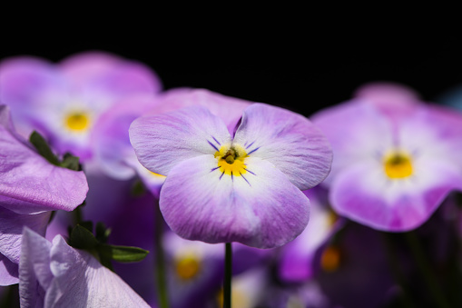 nature, flower, garden, violet, plant, spring, blossom, bloom, viola cornuta, blooming, flora, viola, yellow, botany, floral, purple, colorful, season, beautiful, summer, pansy, horned violet, horned pansy, violaceae, decorative, closeup, ornamental, botanical, bed, decoration, springtime, plants, green, violet family, tufted pansy, colored, blue, macro, flowerbed, lush, dense, decorative plant, blossoming, many, arrangement, garden flower, numerous, natural, variegated, white