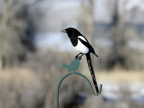 Black Billed Magpie (Pica pica) perching on a metal post.