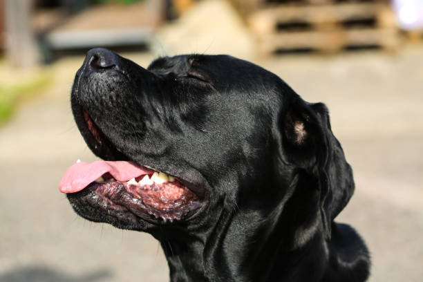 istock black mixed breed dog between great dane and labrador 2104574711