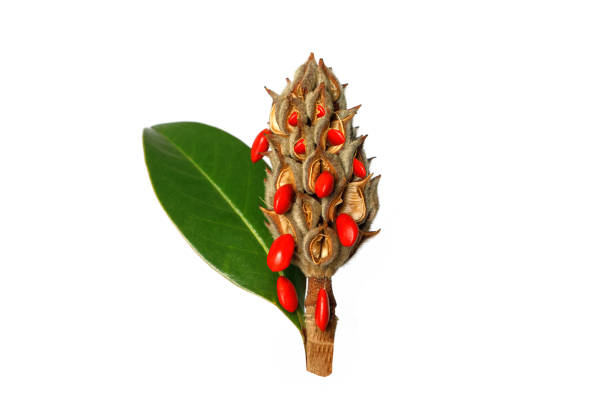 Isolated Magnolia seed with green leaf on white background