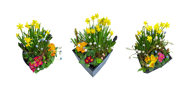 Outdoor flowerpots with composition from colorful spring flowers - primula, hyacinth, muscari ang narcissus, isolated set on white background
