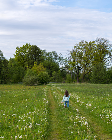 A happy girl runs through a green field with fluffy dandelions, joyfully picking the fluff of the flowers. Back view