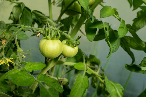 Green tomatoes on tomato bush, close-up. Tomato-tree with tomatoes for publication, poster, screensaver, wallpaper, postcard, banner, cover, website. High quality photography