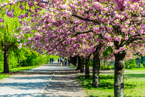 Blooming Cherry tree flowers in Berlin