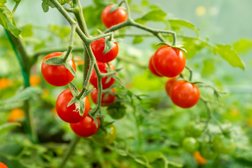 Ripening tomatoes on the branches tomato tree for publication, design, poster, calendar, post, screensaver, wallpaper, postcard, banner, cover, website. High quality photography