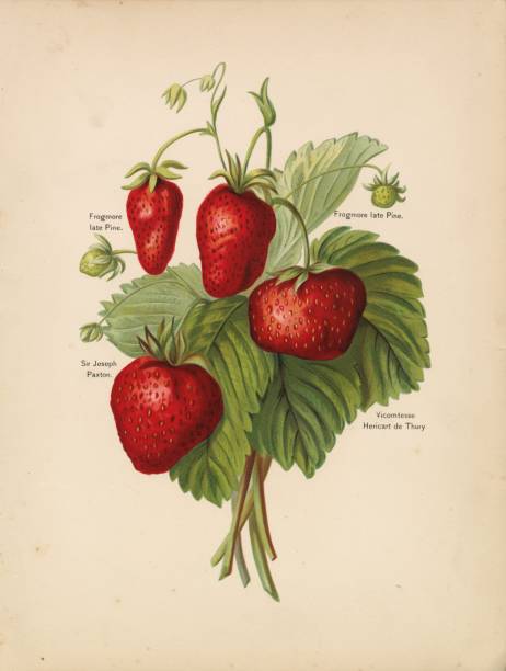 istock STRAWBERRIES - Antique Garden Fruits Artwork - Victorian 1890 Original 2104598444