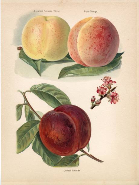 istock PEACHES - VICTORIAN Antique Original Print - Garden Fruits Lithograph 2104598446