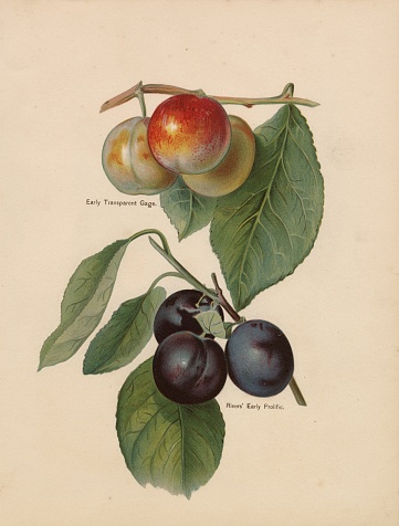 You're looking at an original, beautifully coloured chromolithograph print from 'The Fruit Grower's Guide' by John Wright May Rivers, published by H. Virtue & Company in 1890.