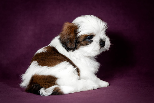 Portrait of an adorable 1.5 month old Shih Tzu puppy on a purple background