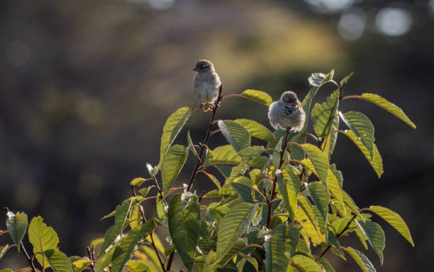 Two sparrows warming up in the early morning sun stock photo