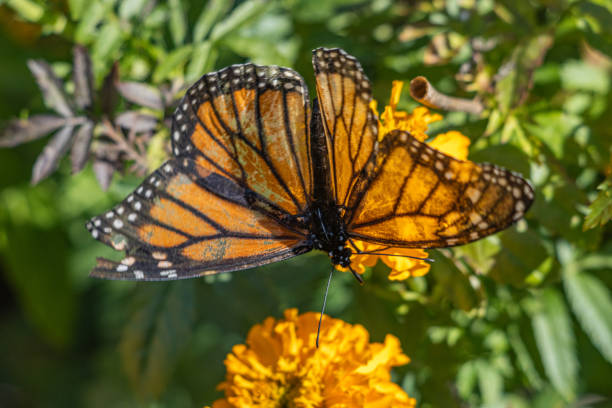 Monarch butterfly with wings spread stock photo