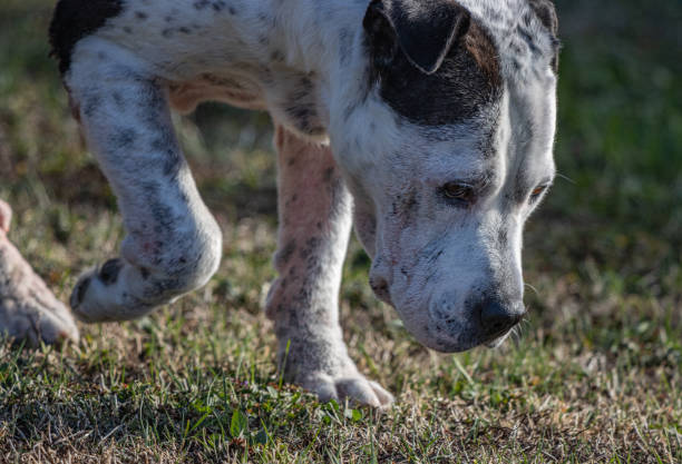 Dog on the hunt stock photo