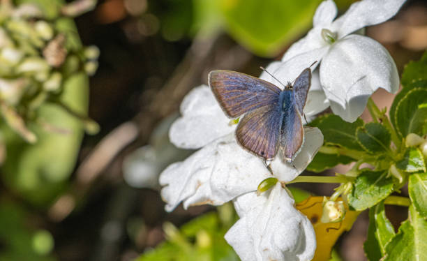 Common Blue Butterly stock photo