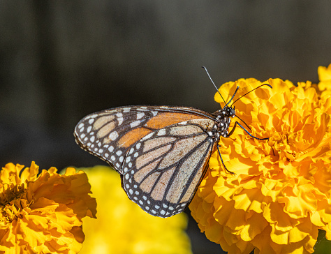 A side on view of a monarch butterfly feeding on a marigold flower. The wings are folded and the proboscis can be seen extended between the petals. The small claws on the foot are clearly visible against the petals.