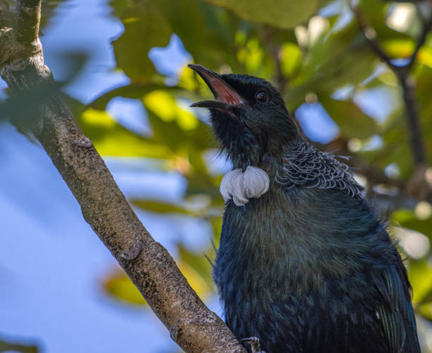 Tui singing in a tree stock photo