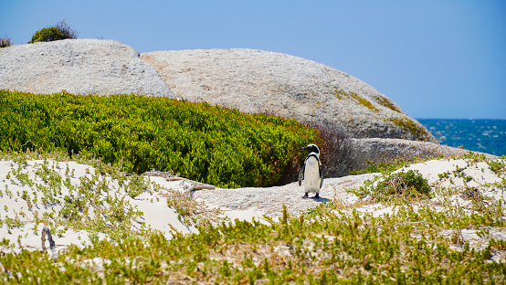A solitary penguin stands against a backdrop of lush greenery and rock formations by the sea, capturing a moment of wild serenity