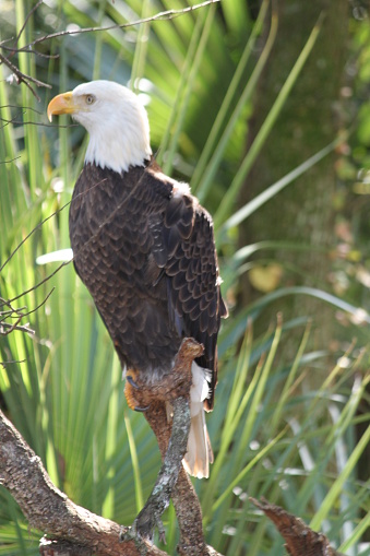 Bald Eagle Bird, Haliaeetus leucocephalus, Accipitridae, bird of prey animal.