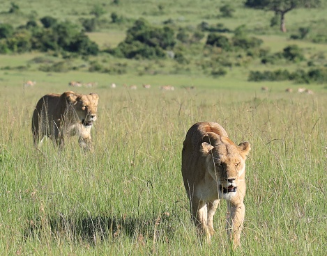 lioness on safari in the riserve masai mara