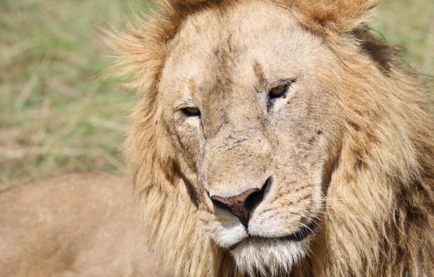 istock lion in the savannah 2104655771