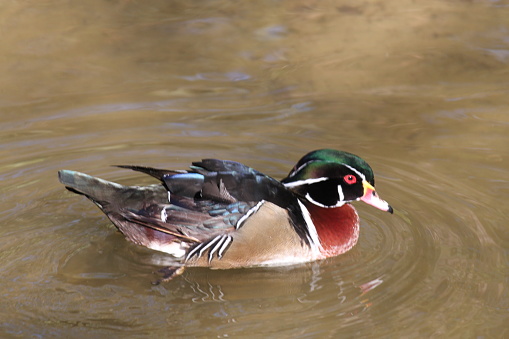 Drake Wood Duck or Carolina duck, perching duck found in North America, colorful North American waterfowl.
