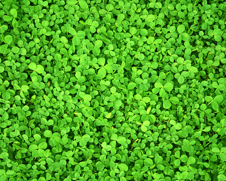 Full spring background with fresh green leaves of clover. High angle view of a meadow with clovers. Aerial view of lawn