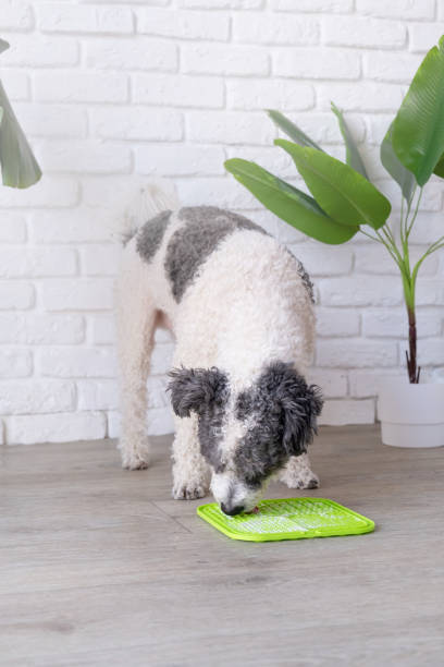 istock cute dog using lick mat for eating food slowly 2104662648
