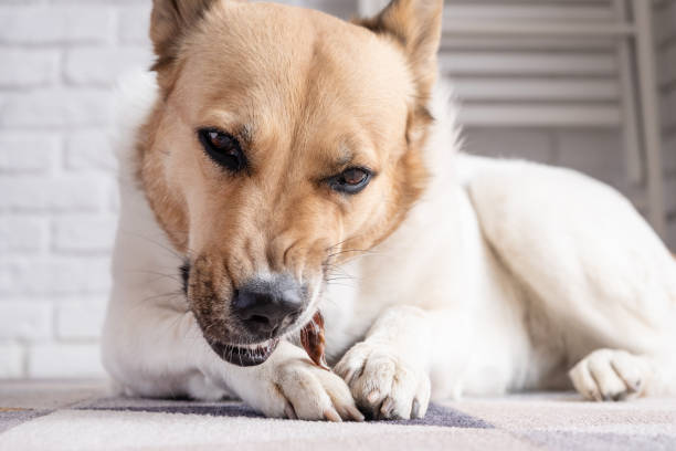 istock cute shepherd dog eating dry beef snack at rug at home 2104663176