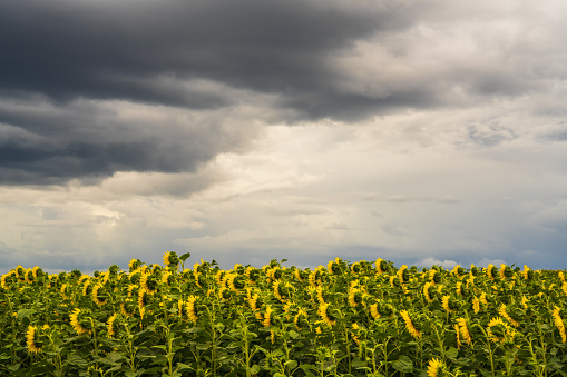 Beautiful landscape. A field of sunflowers against a background of gray thunderclouds. A field covered with many yellow sunflowers.