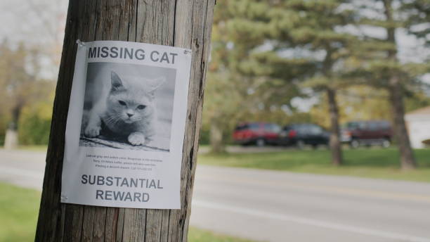 istock A leaflet with information about the missing cat hangs on a wooden pole near the road. In a typical U.S. suburb 2104671599