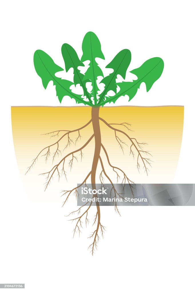 Taproot Pics The Structure Of The Taproot System Stock Illustration - Download Image ...