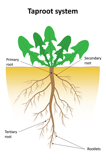 Labeled diagram of taproot system.